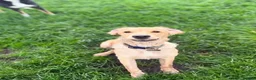 Golden Retriever dogs for sale: Golden retriever  in Blackburn - Advert 1