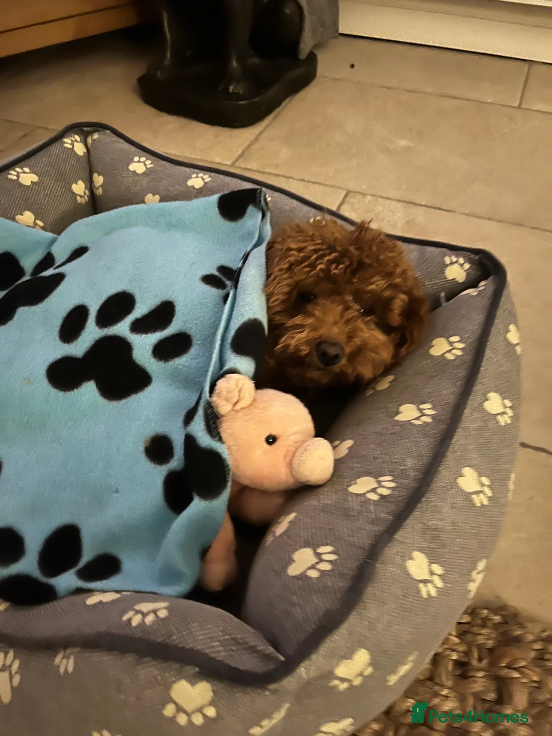 Poodle dogs for stud: Stunning Fox Red KC Reg Health Tested Stud in Newcastle - Advert 5