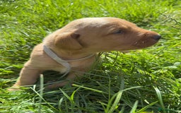 Labrador Retriever dogs for sale: Fox Red Puppies for Sale - Image 13