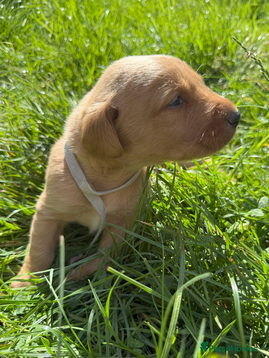 Labrador Retriever dogs for sale: Fox Red Puppies for Sale - Image 13