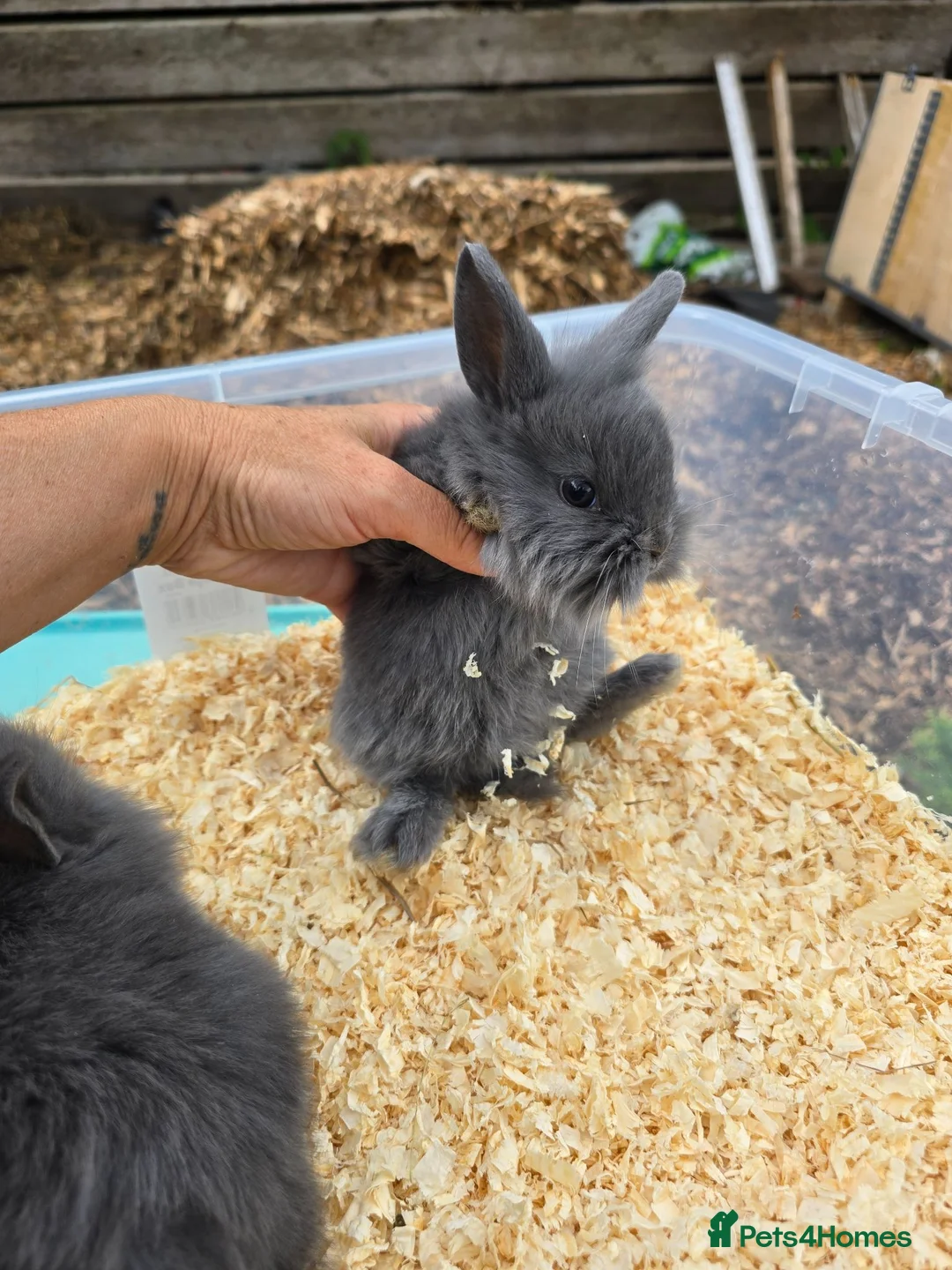Lionhead rabbits for sale: Gorgoeus lion head babies ☁️🤍 - Advert 11