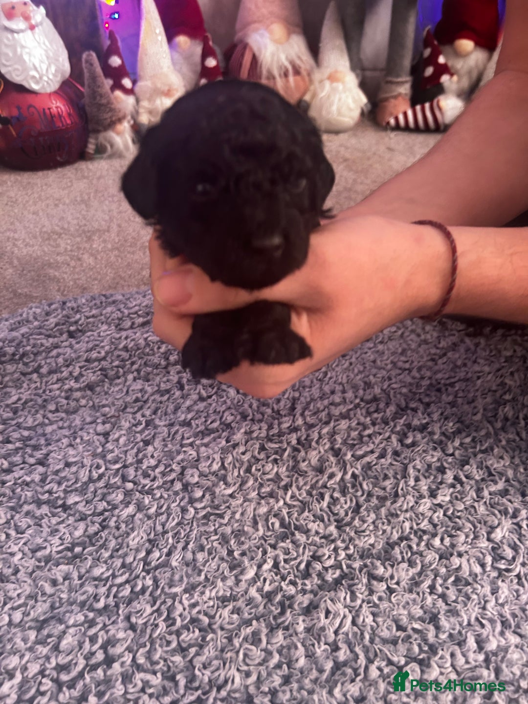 Cockapoo dogs for sale: Beautiful Cockapoo puppies  - Advert 9