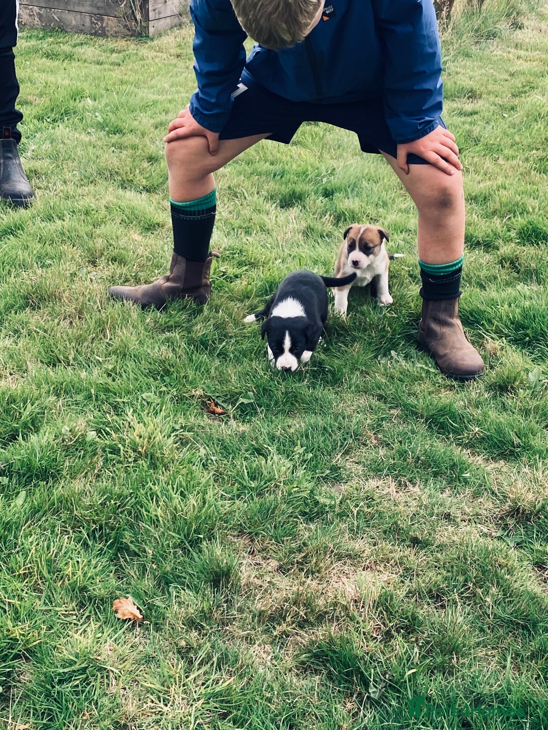 Mixed Breed dogs for sale: Puppies for sale - Image 1