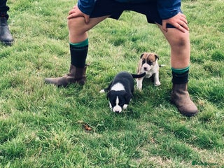 Mixed Breed dogs - Advert 1