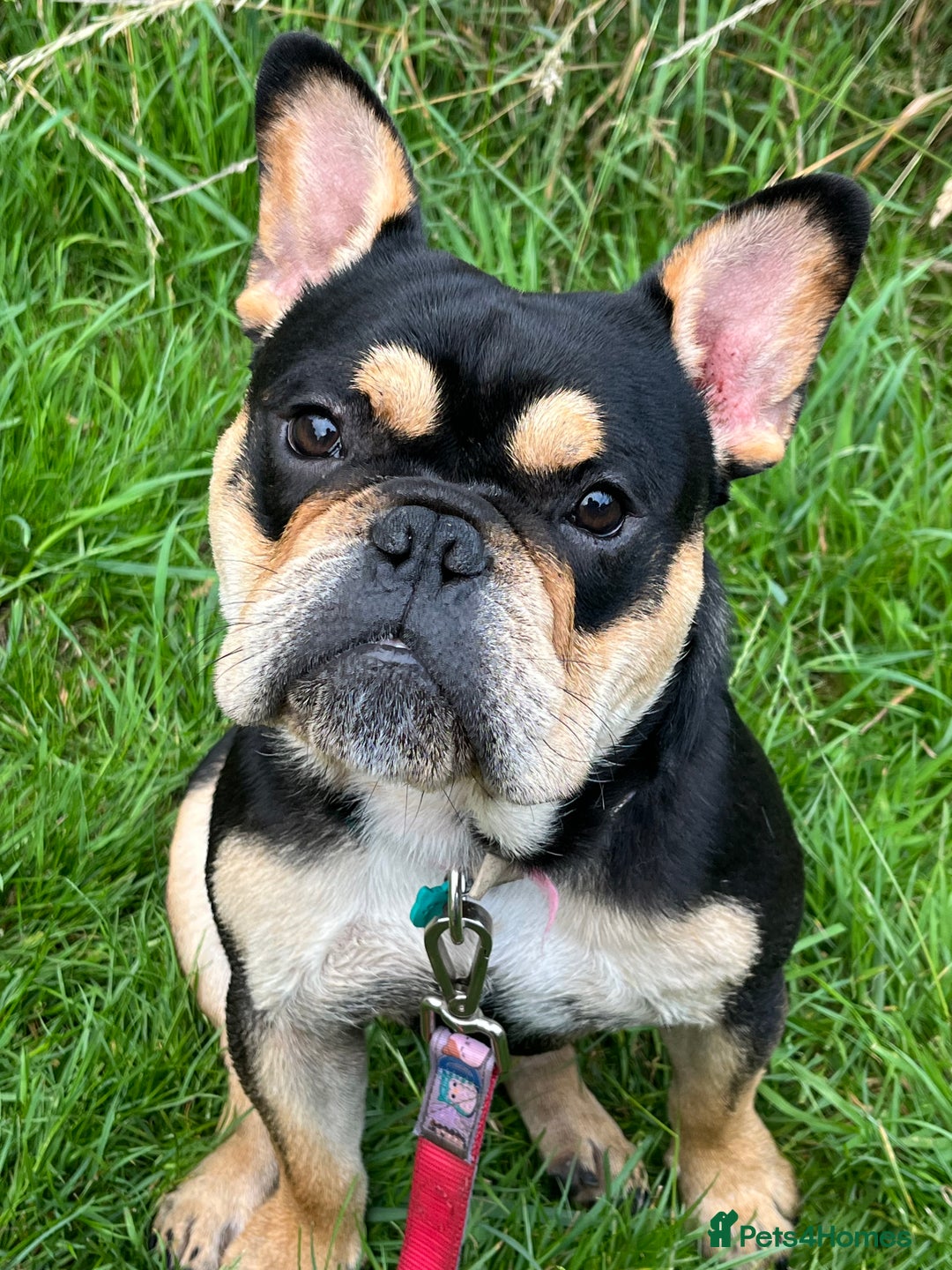 Mixed Breed dogs for sale: Koda the French/English bulldog cross - Image 2