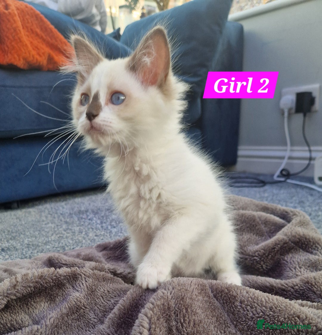 Ragdoll cats for sale: Gorgeous GCCF Ragdoll kittens READY NOW!!! - Image 9