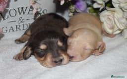 Miniature Dachshund dogs for sale: KC Long Coat Miniature Dachshund Puppies - Image 6