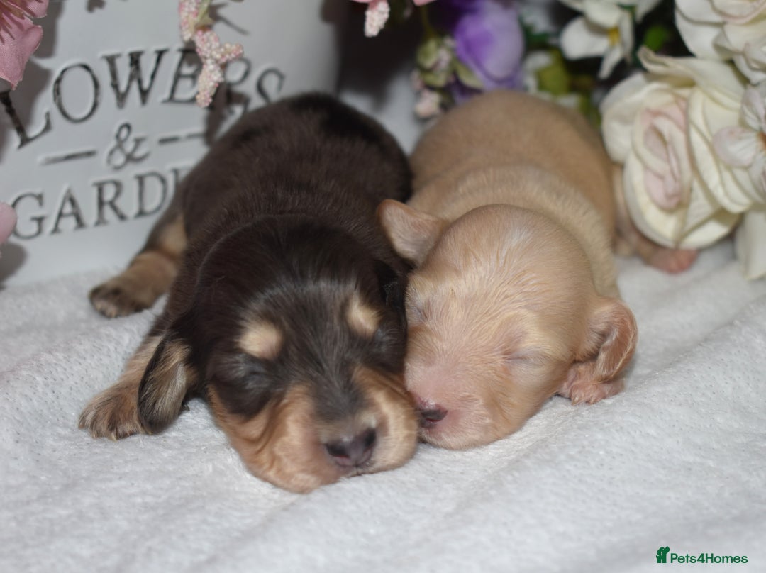 Miniature Dachshund dogs for sale: KC Long Coat Miniature Dachshund Puppies - Image 6