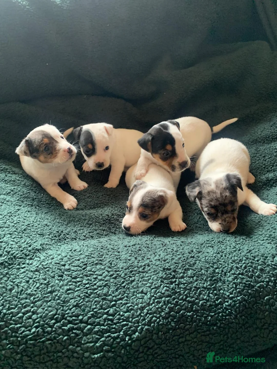 Jack Russell dogs for sale: Jack Russell Puppies  - Advert 4