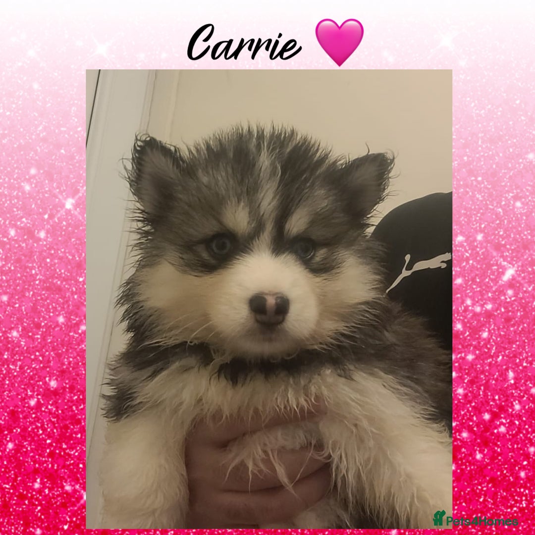 Pomsky dogs for sale: Pomsky Puppies - Image 1