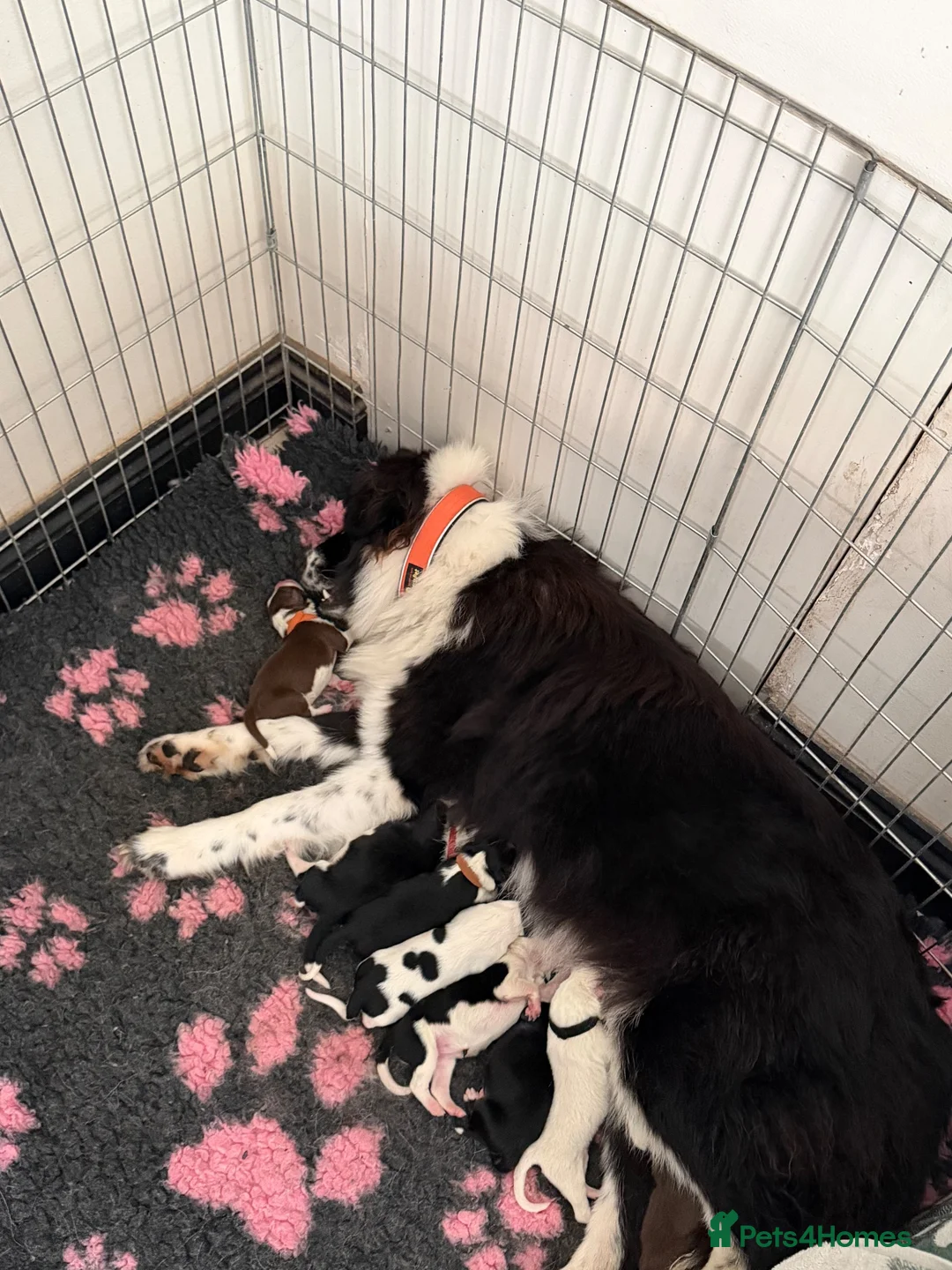 Mixed Breed dogs for sale: Beautiful Samoyed / Australian Shepard Cross  - Advert 2