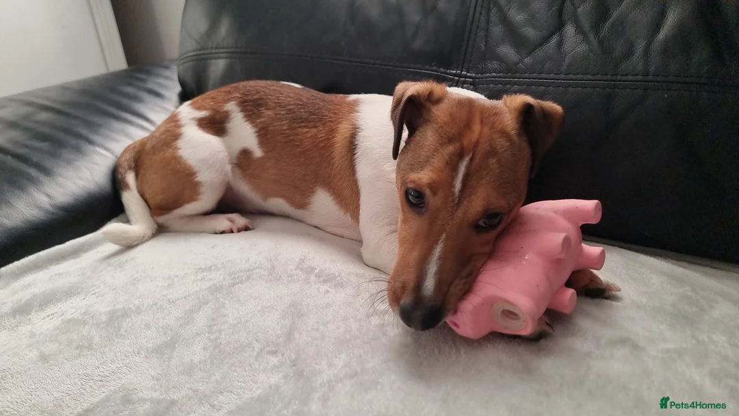 Jack Russell dogs for sale: Rehome - Jack Russell  - Advert 4