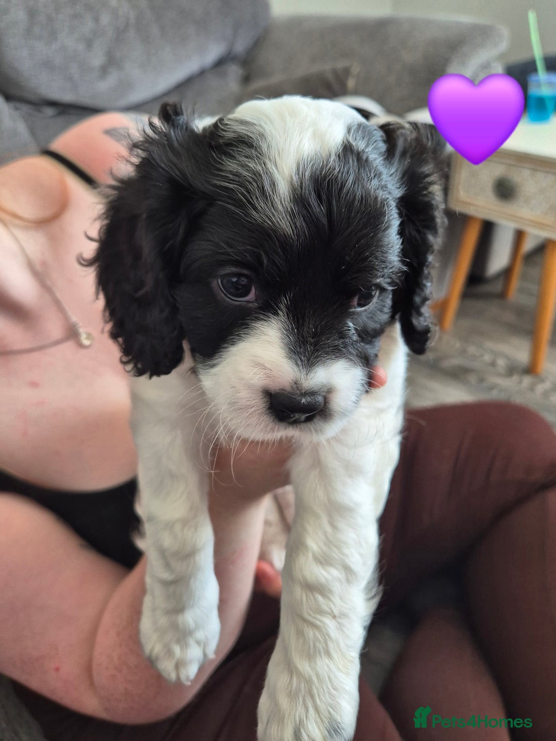 Cockalier dogs for sale: Cavalier king Charles spaniel x cocker spaniel  - Image 7