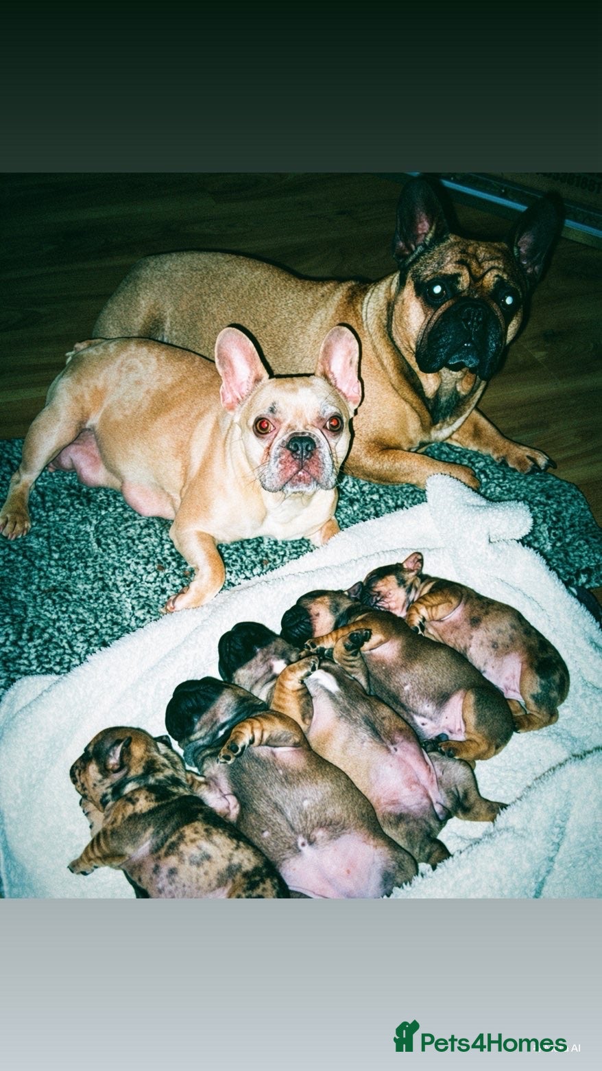 French Bulldog dogs French bulldog  - Advert 15