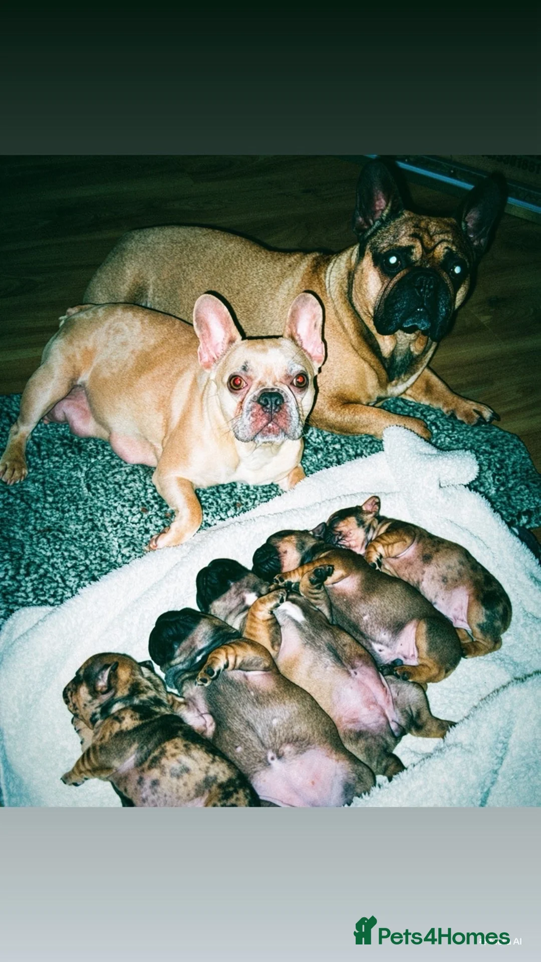 French Bulldog dogs for sale: French bulldog  in Maesteg - Advert 1
