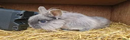 Mixed Breed rabbits for sale: Handsome cute young dwarf lionhead boy available - Advert 5