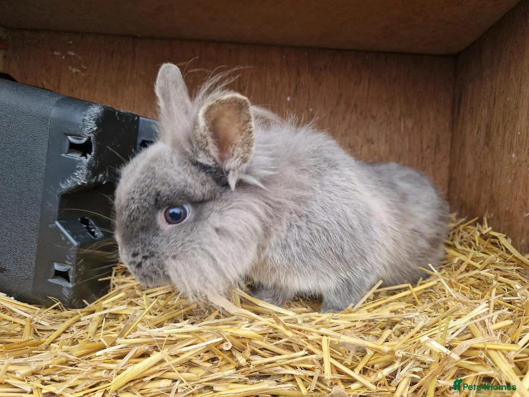 Mixed Breed rabbits for sale: Handsome cute young dwarf lionhead boy available - Advert 5