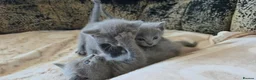 Russian Blue cats for sale: TICA full pedigree RUSSIAN BLUE kittens  - Advert 4