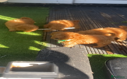 Poodle dogs for sale: Toy poodle puppies for sale  - Image 9