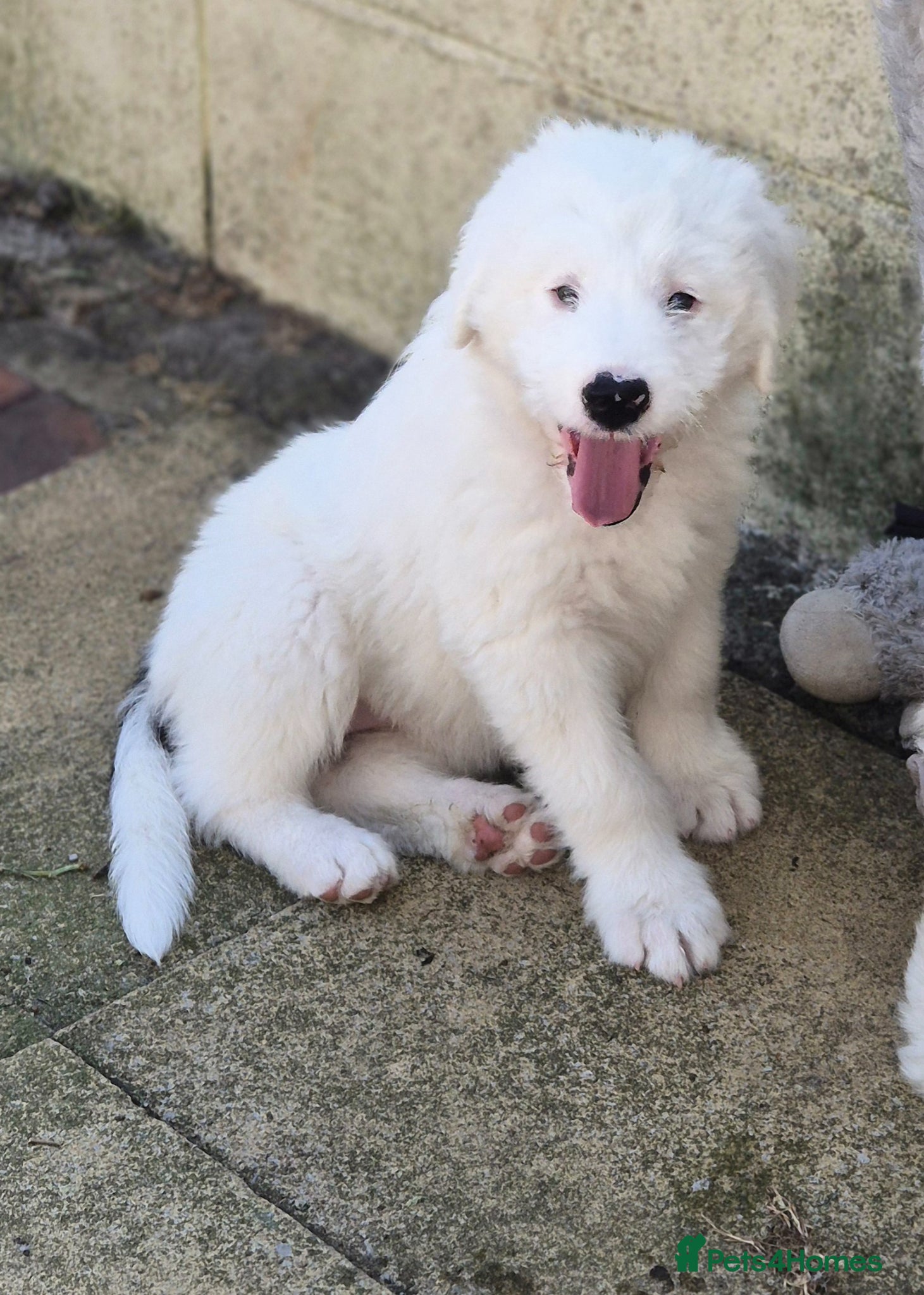 Old English Sheepdog dogs Old English Sheepdog Puppy 1 girl remaining   - Advert 4