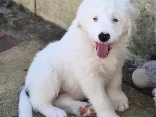 Old English Sheepdog dogs Old English Sheepdog Puppy 1 girl remaining - Advert 4