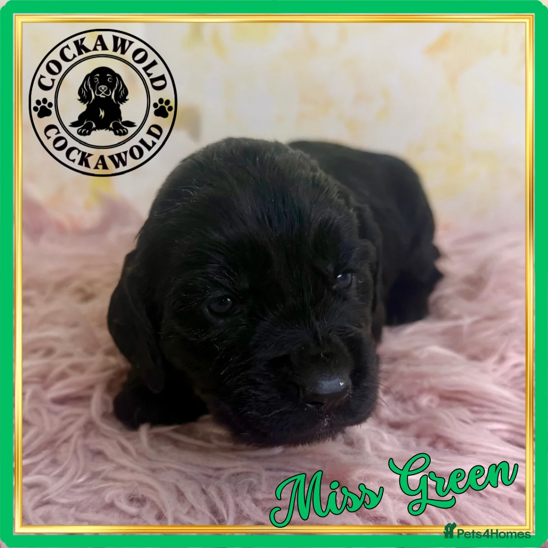 Cocker Spaniel dogs for sale: 🖤 Quality Black RKC Cockers 🖤 Ready Mid March 🖤 - Advert 22