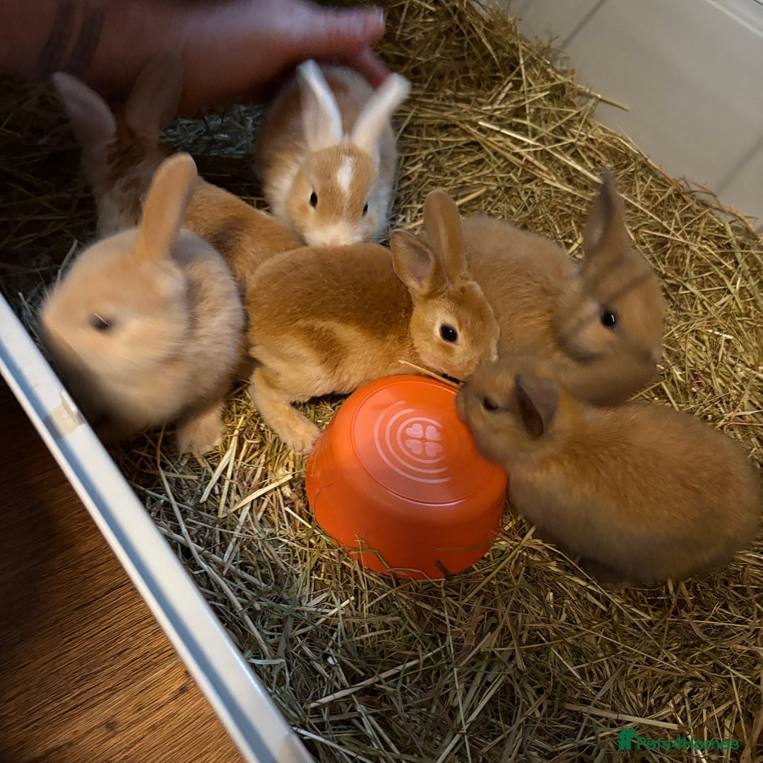 Mixed Breed rabbits for sale: Beautiful litter of mixed  rabbits ( dad a Rex)  - Image 6
