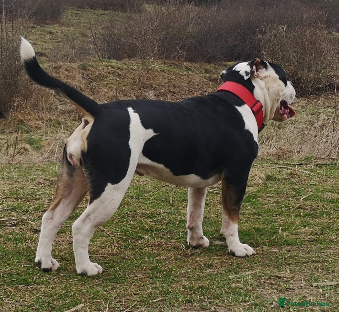 Mixed Breed dogs for sale: Olde english bulldogge x cane corso puppies  - Advert 21