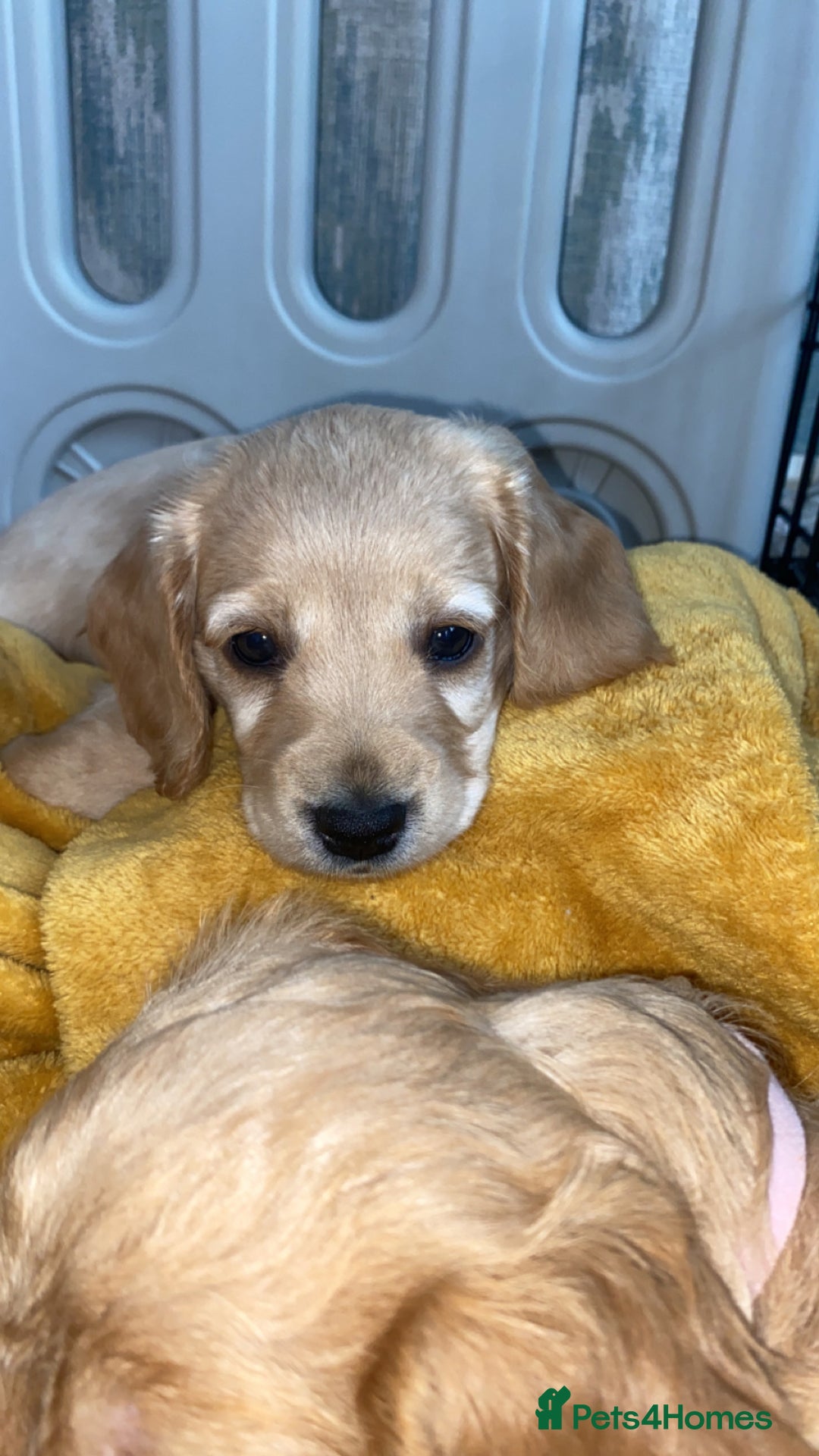 Cockapoo dogs for sale: Beautiful cockapoo pups - Image 9