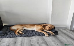 Labrador Retriever dogs for sale: Labrodor 2 years  in Havant - Image 2