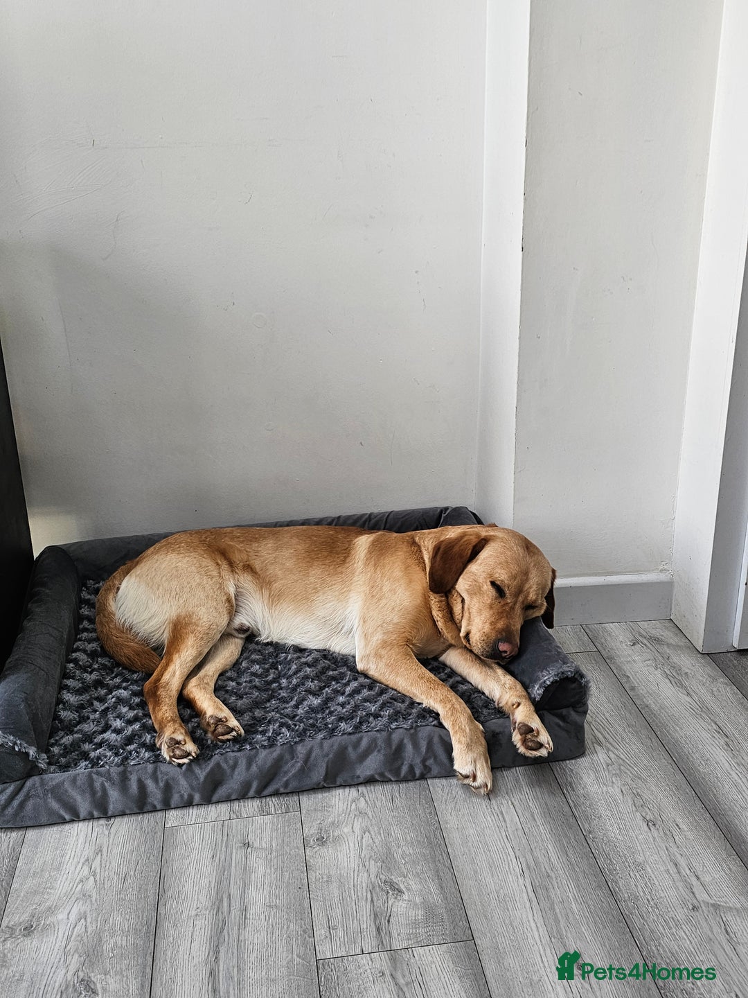 Labrador Retriever dogs for sale: Labrodor 2 years  in Havant - Image 2