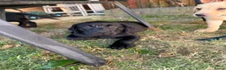 Labrador Retriever dogs for sale: 4 gorgeous Labrador puppies  - Advert 6