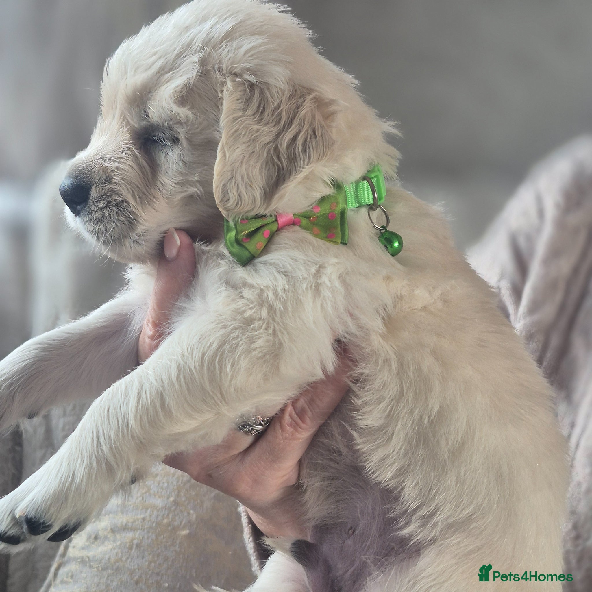 Golden Retriever dogs Beautiful Golden retriever Puppies - Advert 14