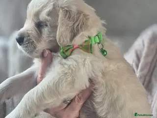 Golden Retriever dogs Beautiful Golden retriever Puppies - Advert 14