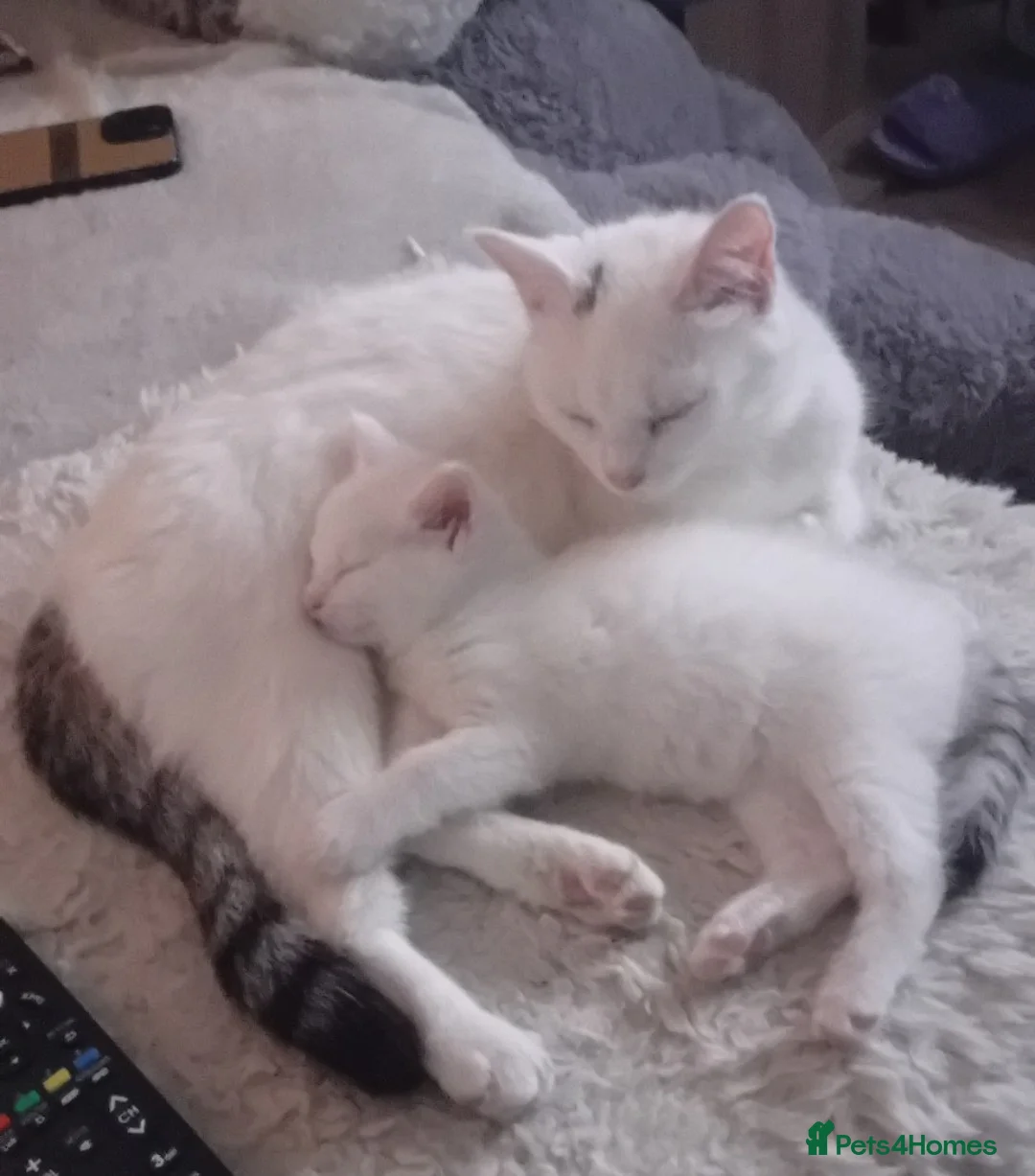 Mixed Breed cats for sale: Turkish van /mixed breed  - Advert 2