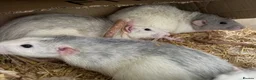 Rat rodents for sale: Beautiful tame male rats and possible females  - Advert 2