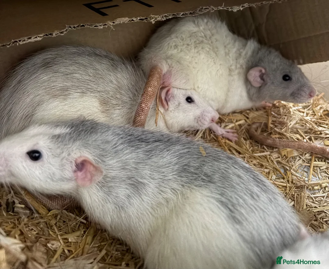 Rat rodents for sale: Beautiful tame male rats and possible females  - Advert 2