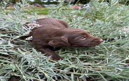 Mixed Breed dogs for sale: Naturally reared pups - Image 7