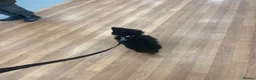 Mixed Breed dogs for sale: Mixed breed dog in Birmingham - Advert 4