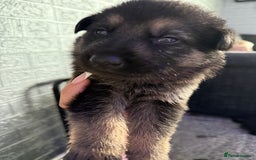 German Shepherd dogs for sale: German shepherd puppies  - Image 6