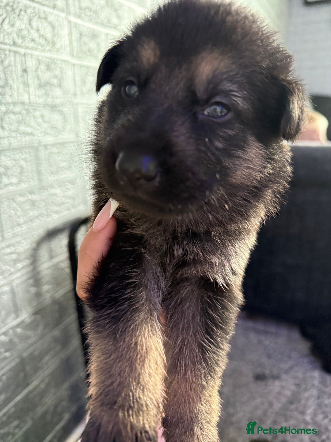 German Shepherd dogs for sale: German shepherd puppies  - Image 6