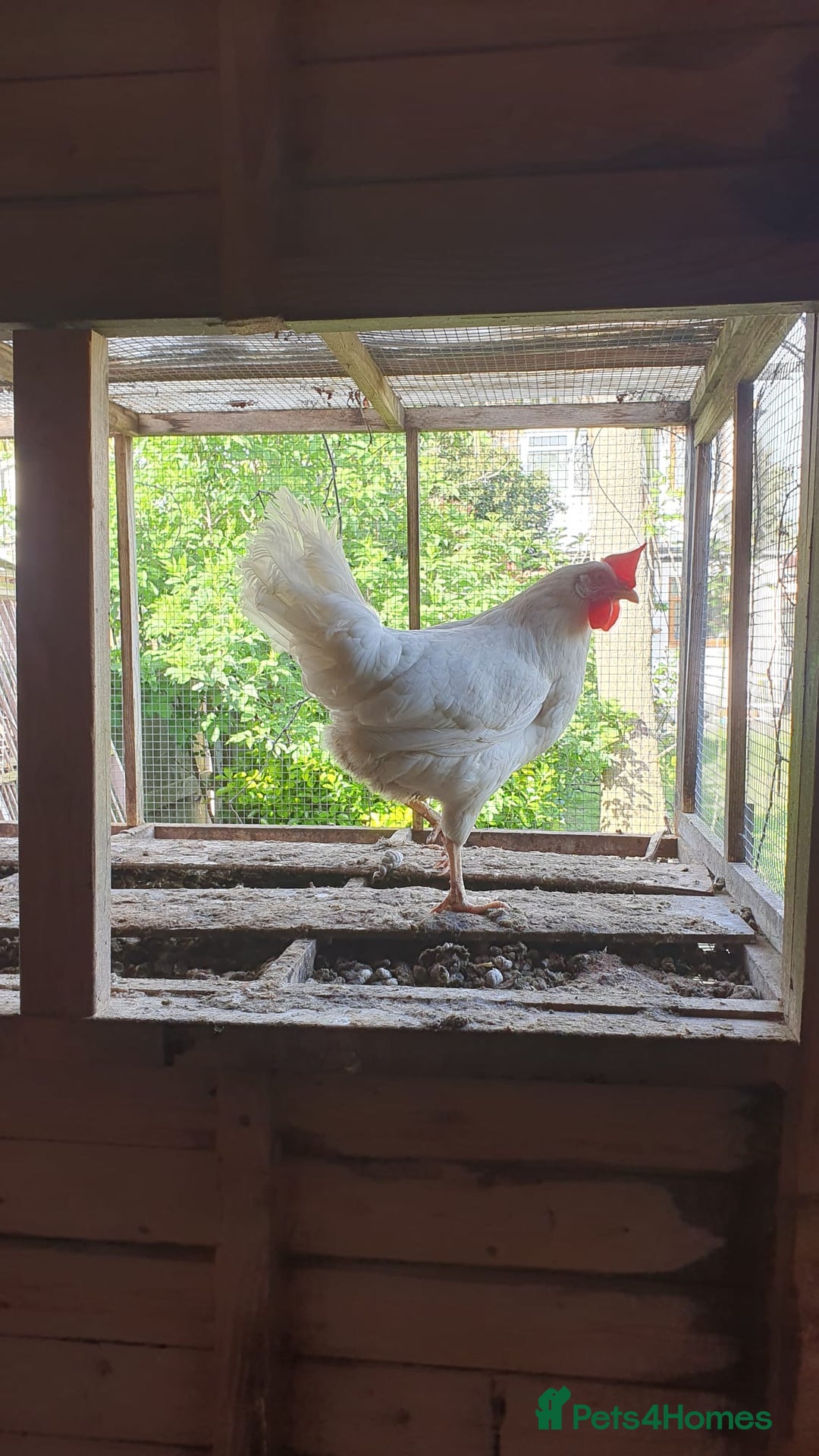 Chickens poultry for sale: 3 laying hybrid hens for sale WITH SUPPLIES! - Advert 3