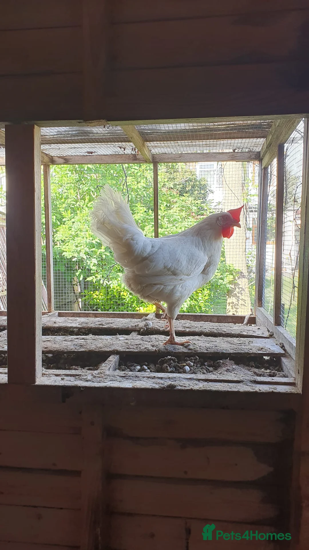Chickens poultry for sale: 3 laying hybrid hens for sale WITH SUPPLIES! - Advert 3