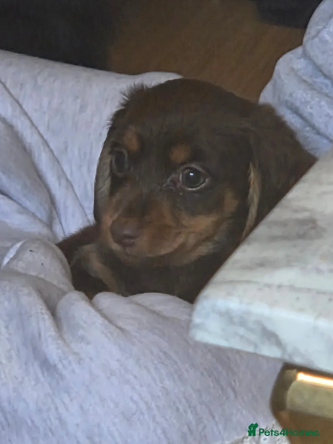 Mixed Breed dogs for sale: 2 beautiful dachund boys  - Advert 5
