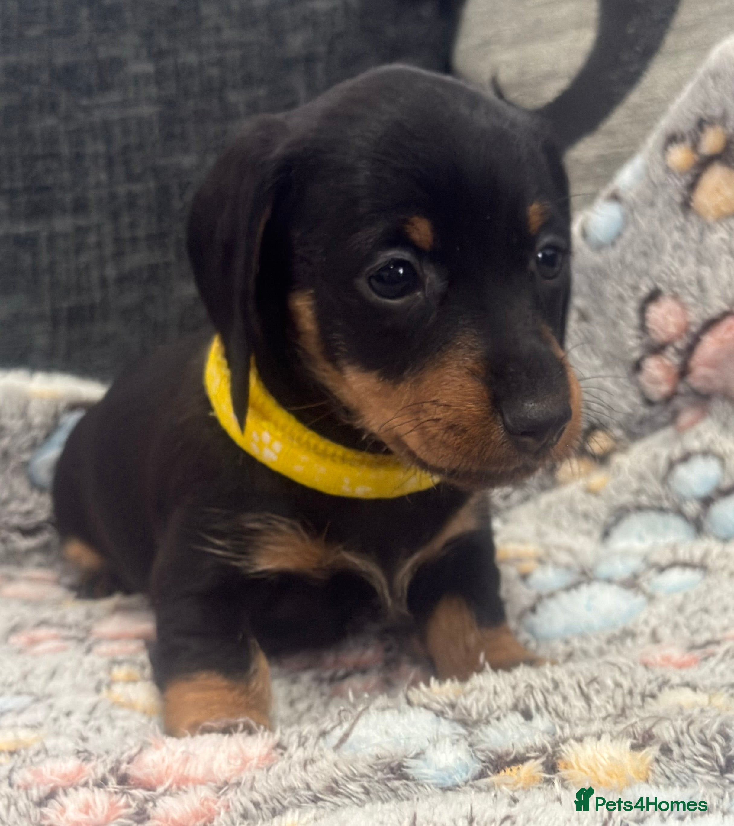 Miniature Dachshund dogs Wire haired puppies! Boys and girls - Advert 17