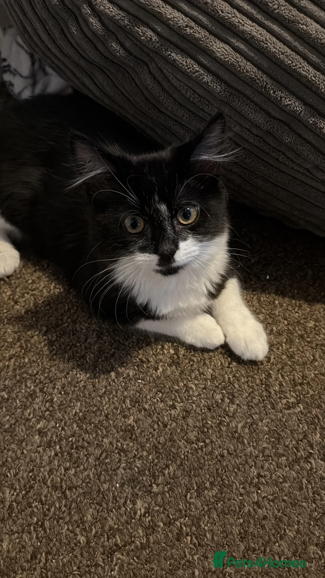 Domestic Shorthair cats for sale: Need to rehome this little boy  - Advert 5