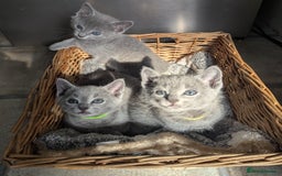 Russian Blue cats for sale: TICA Registered Affectionate Kittens - Image 15