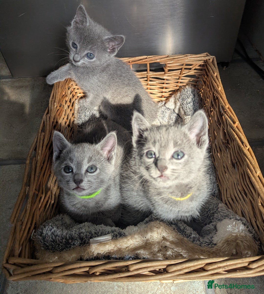Russian Blue cats for sale: TICA Registered Affectionate Kittens - Image 15