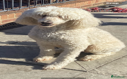 Labradoodle dogs for sale: F1 labradoodles  - Image 8