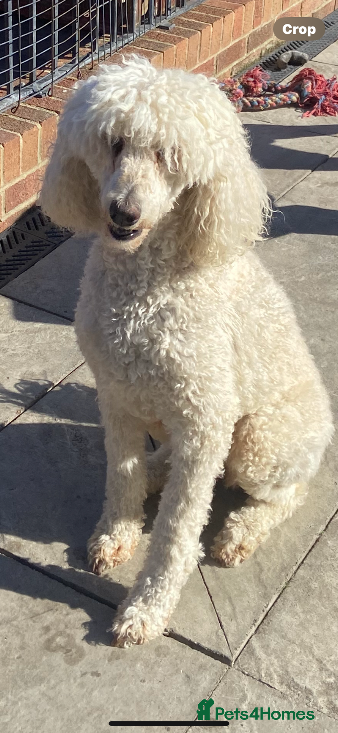 Labradoodle dogs for sale: F1 labradoodles  - Image 8